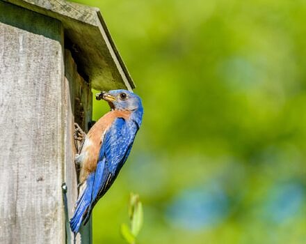 A bluebird with an insect going into a nest box (photo © KQ Ferris)