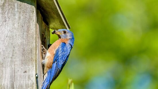 A bluebird with an insect going into a nest box (photo © KQ Ferris)