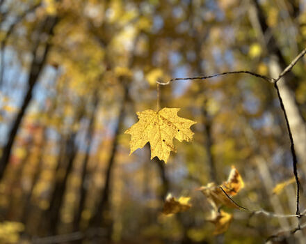 A yellow maple leaf in autumn (photo © Brett Amy Thelen)