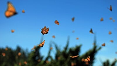 Millions of monarchs flying in Mexico (photo © Getty)