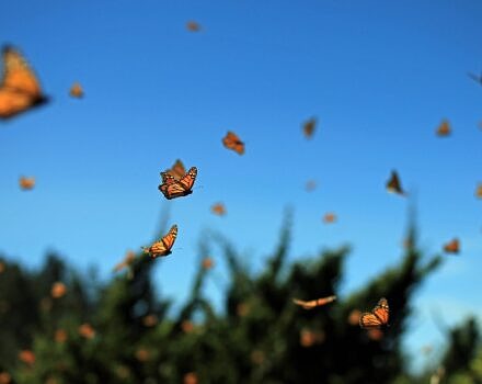 Millions of monarchs flying in Mexico (photo © Getty)
