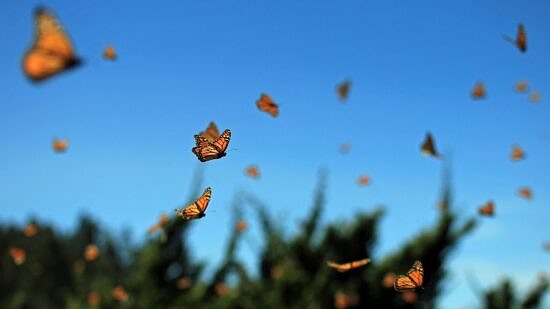 Millions of monarchs flying in Mexico (photo © Getty)