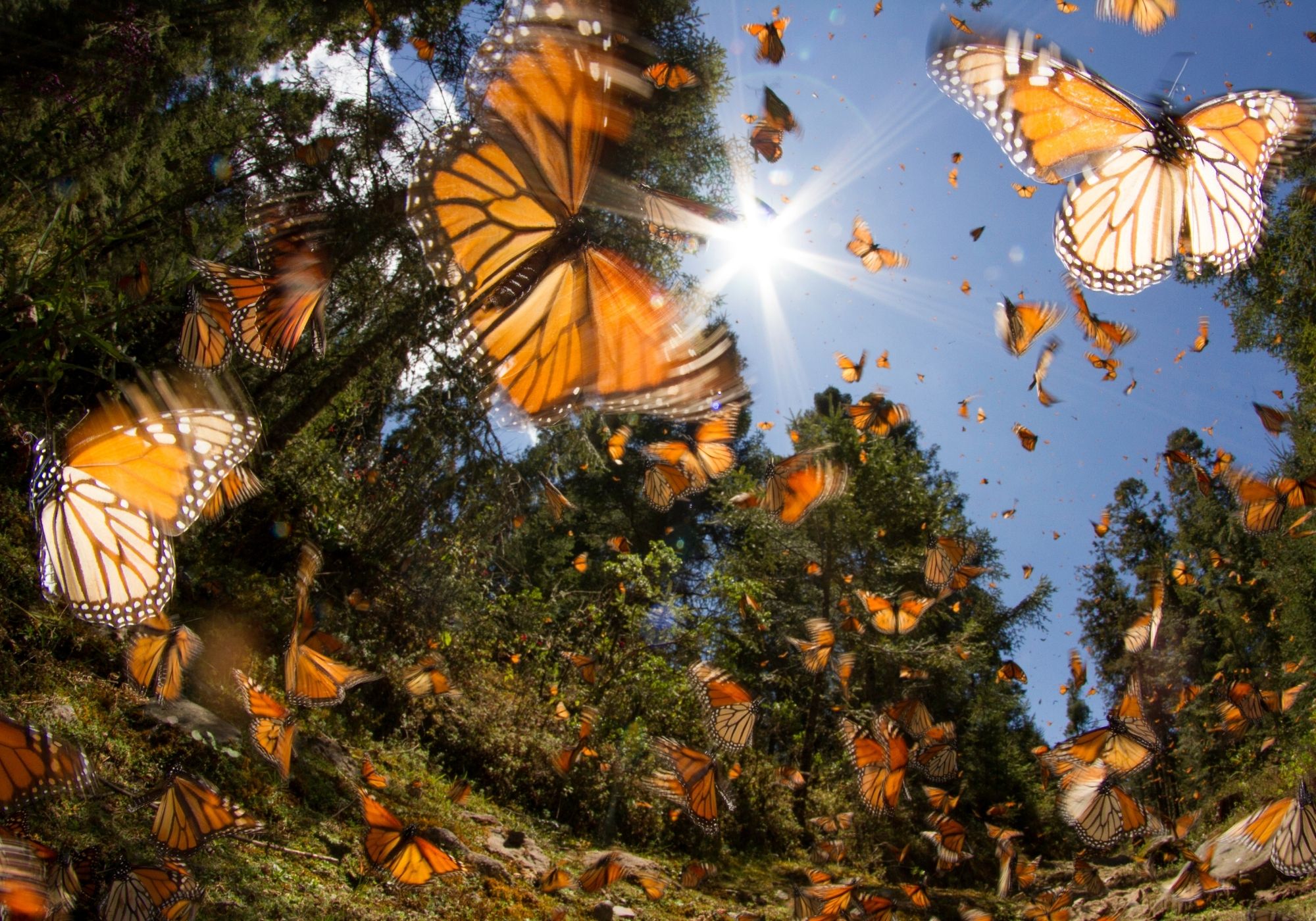 Millions of monarch flying in Mexico (photo © American Wild via Getty)