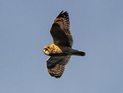 A Short-eared Owl flies past the Hawk Watch. (photo © Cameron Johnson)