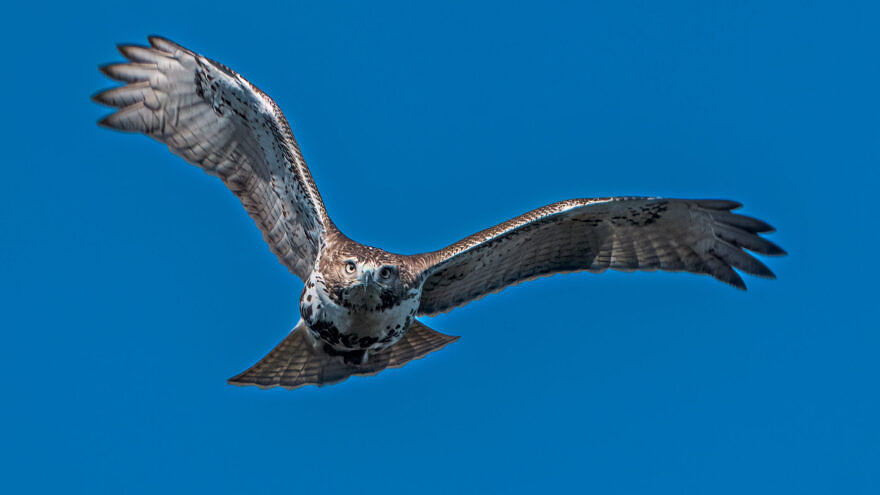 A Red-tailed-Hawk flying past Pack Monadnock against a backdrop of blue sky. (photo © Tom Momeyer)