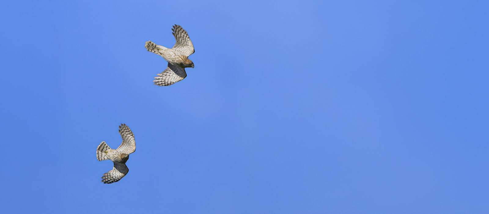 A pair of Cooper's Hawks at Pack Monadnock (photo © Chuck Carlson)