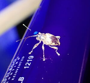 An acorn weevil glowing under black light. (photo © Steven Lamonde)
