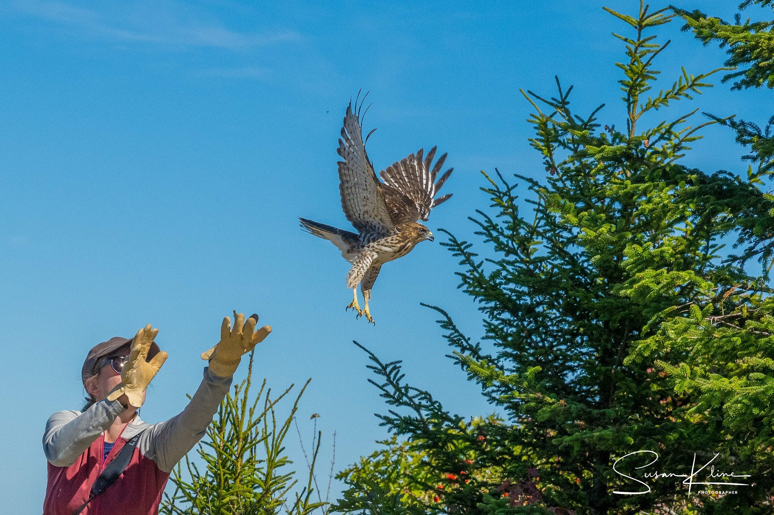 A Broad-winged Hawk is released back into the wild after rehabilitation (photo © Susan Kline)