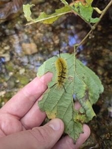 A banded tussock moth on the underside of a leaf. (photo © iNaturalist user remtomologist)