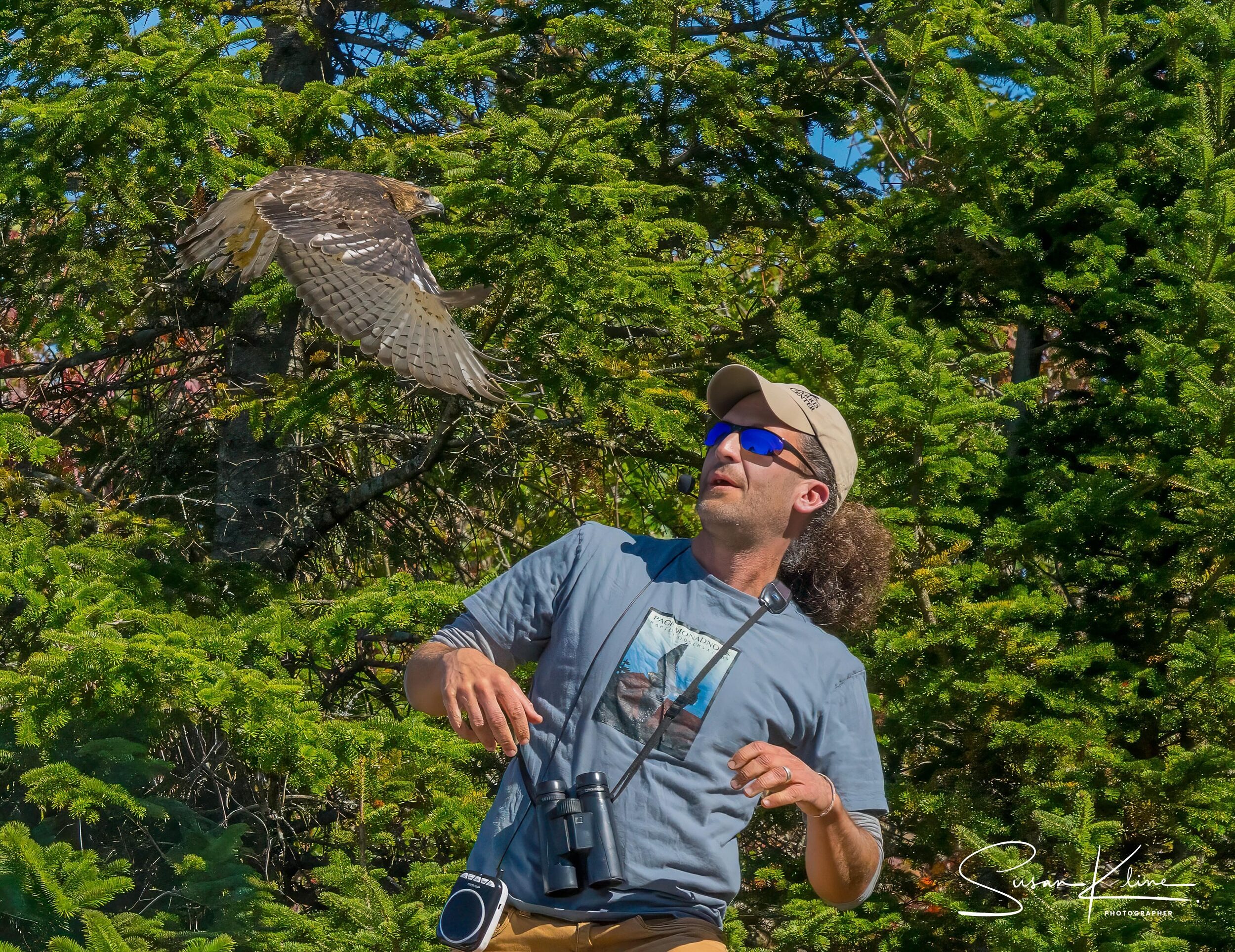 A Broad-winged Hawk flies towards Bird Conservation Director Phil Brown (photo © Susan Kline)