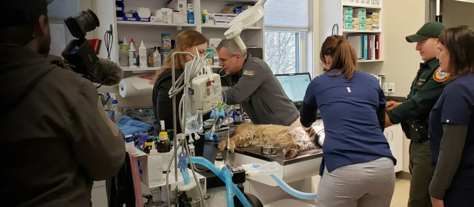 A bobcat being treated by Dr. Mike Dutton
