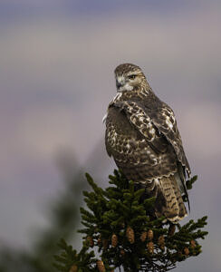 A juvenile Red-tailed Hawk (photo © Chuck Carlson)