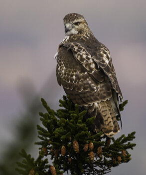 A juvenile Red-tailed Hawk photographed by Volunteer Extraordinaire Chuck Carlson