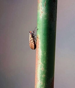 Spotted Lanternfly seen at Pack Monadnock on September 29, 2025 (photo © Nate Marchessault)