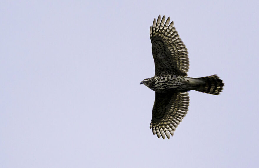 An American Goshawk flying past the Pack Monadnock Raptor Observatory. (photo © Chuck Carlson)
