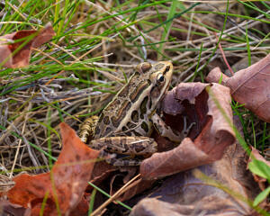 A pickerel frog pausing amid fallen leaves in October