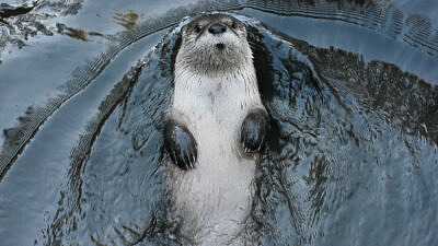 An otter swimming (photo via Wikimedia)