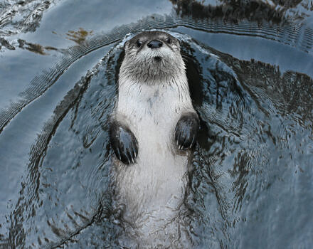 An otter swimming (photo via Wikimedia)