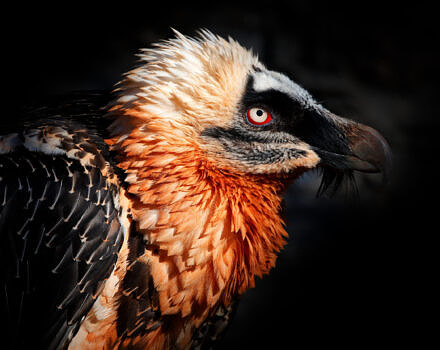 A rare Bearded Vulture (photo © Ondrej Prosicky via Adobe)