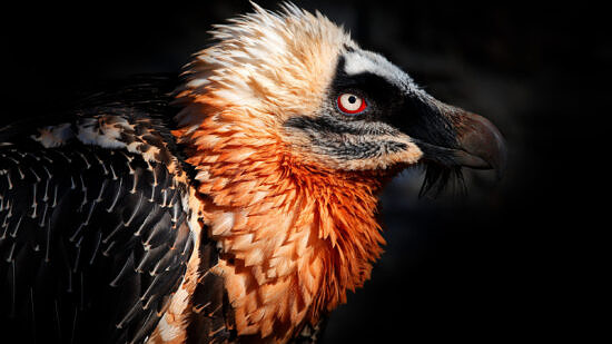 A rare Bearded Vulture (photo © Ondrej Prosicky via Adobe)