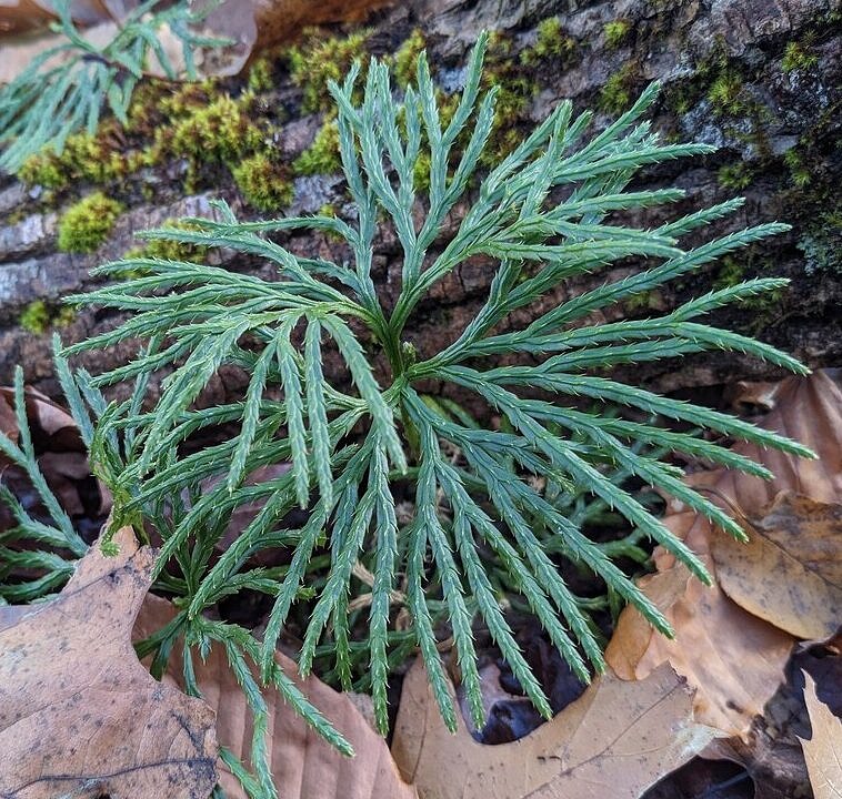 A fan clubmoss observed along the Kulish Ledges Trail by iNaturalist user oreamnos_borealis