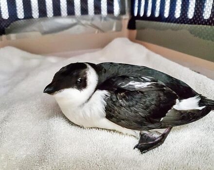 Dovekie at the Center for Wildlife (courtesy photo)