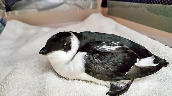 Dovekie at the Center for Wildlife (courtesy photo)