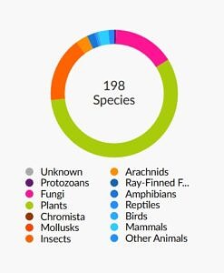 A diagram breaking down iNaturalist observations from the SuperSanctuary BioBlitz in June 2025 by taxa