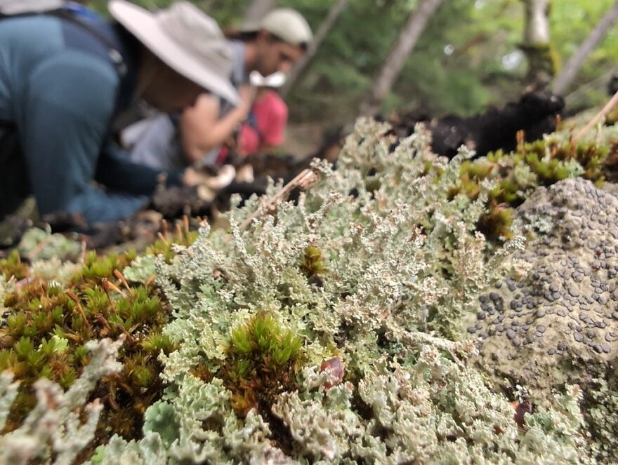 Dragon horn lichen, with people looking closely in the background. (photo © Jack Cadwell)