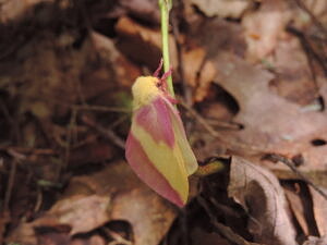 A rosy maple moth resting on a stem. (photo © Kate McKay)