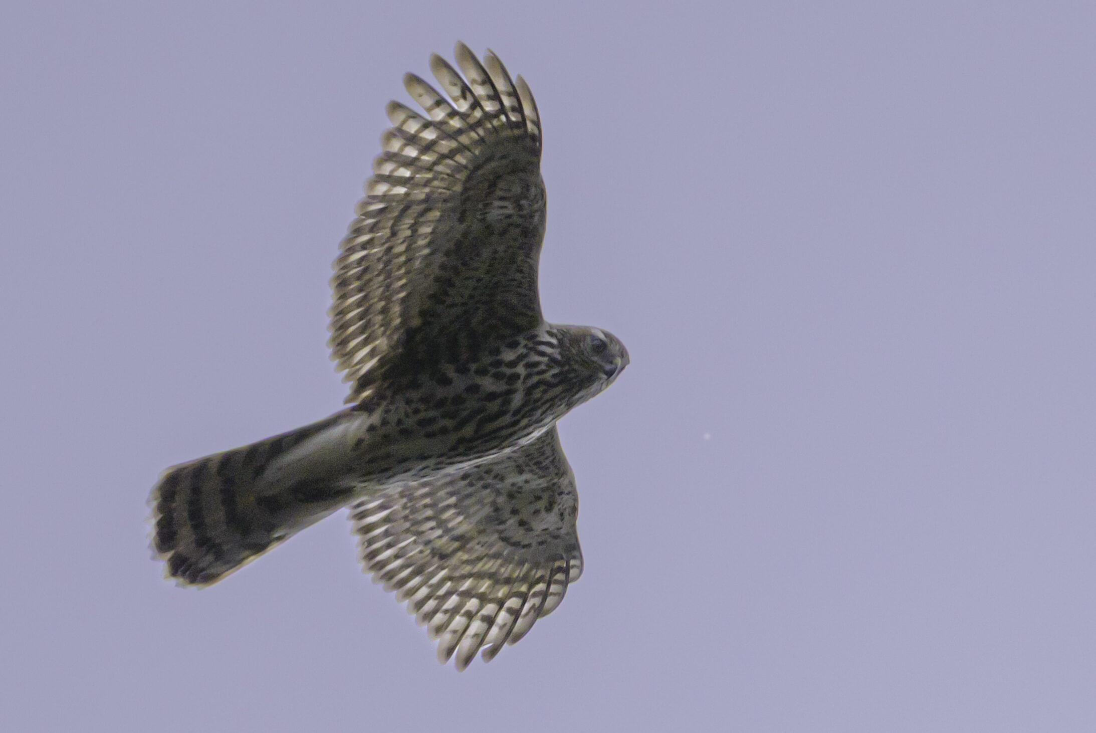 An American Goshawk (photo © Chuck Carlson)
