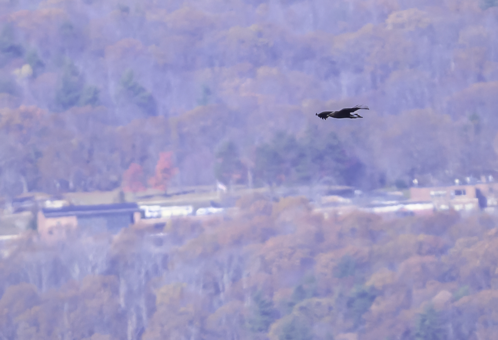 A Golden Eagle at the Pack Monadnock Raptor Observatory (photo © Chuck Carlson)