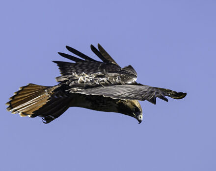 A Red-tailed Hawk at the Observatory (photo © Chuck Carlson)