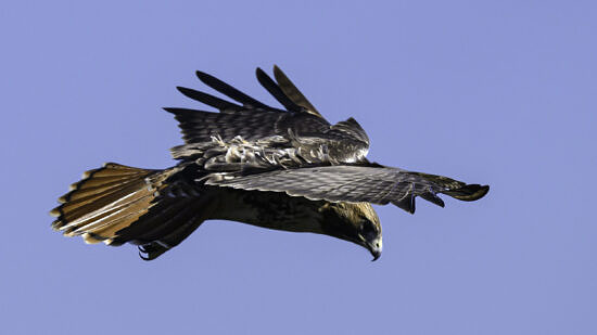 A Red-tailed Hawk at the Observatory (photo © Chuck Carlson)
