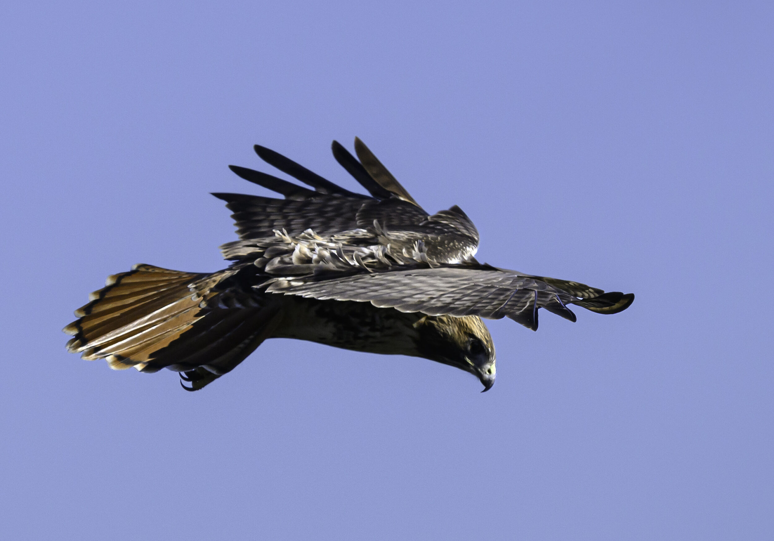 A Red-tailed Hawk at the Observatory (photo © Chuck Carlson)