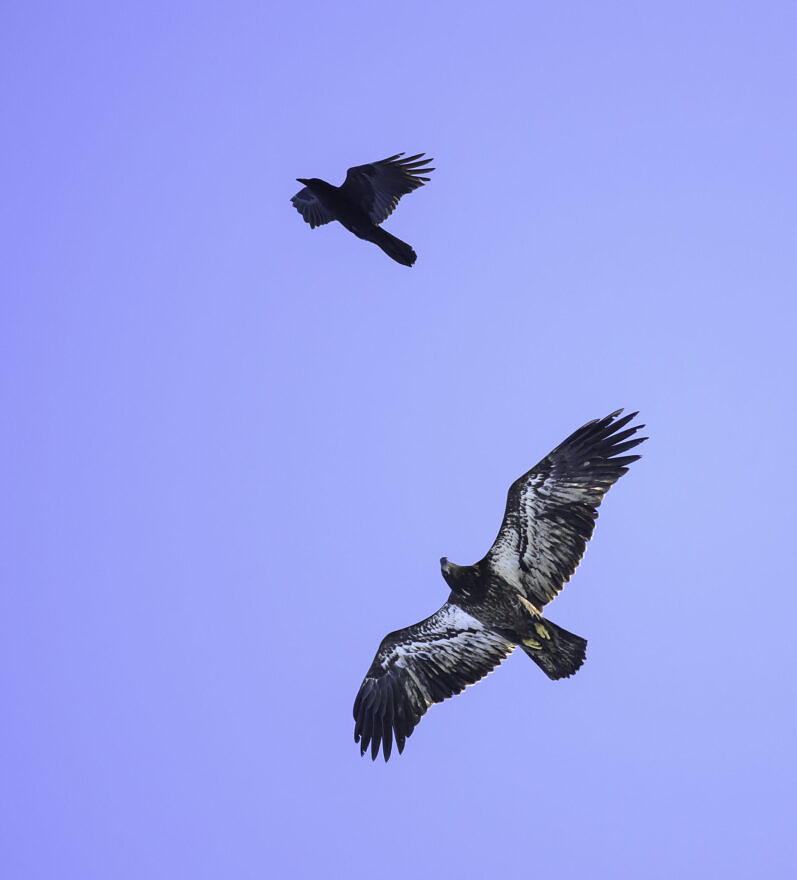 A raven and an immature Bald Eagle (photo © Chuck Carlson)