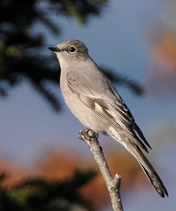 A Townsend's Solitaire (photo © Nora Hanke)