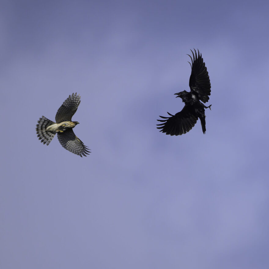 An aerobatic tussle between a Raven and a Cooper's Hawk (photo © Chuck Carlson)