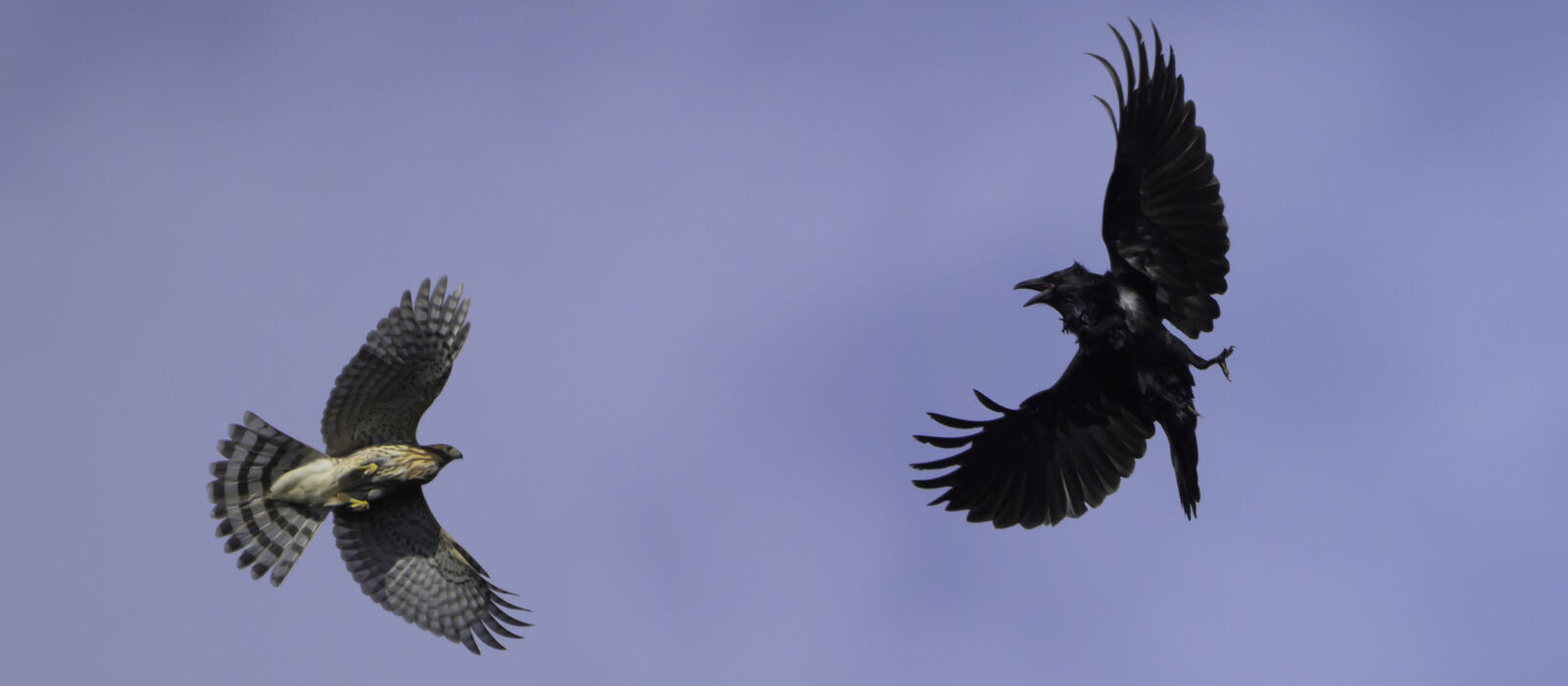An aerobatic tussle between a Raven and a Cooper's Hawk (photo © Chuck Carlson)