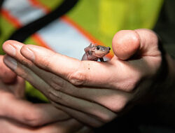 A Jefferson salamander crawls in a person's hand. (photo © Nina Duggan)