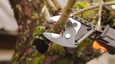 Pruning an apple tree (photo © Adobe)