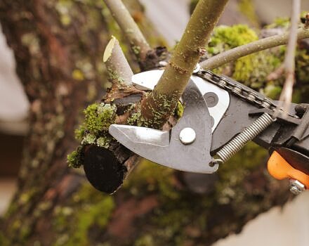 Pruning an apple tree (photo © Adobe)