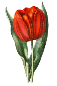 Tulip illustration (photo © Rawpixel)