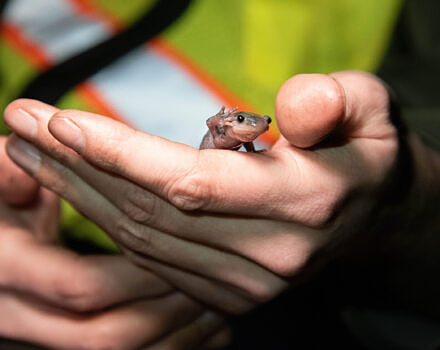Jefferson salamander (photo © Nina Duggan)