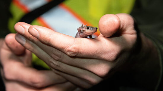 Jefferson salamander (photo © Nina Duggan)