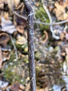 A Viburnum with mines left by Leaf Blotch Miner Moths, and documented on iNaturalist by @brownwaspmantidfly