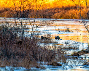 Otters at the ice’s edge in Peterborough, NH.