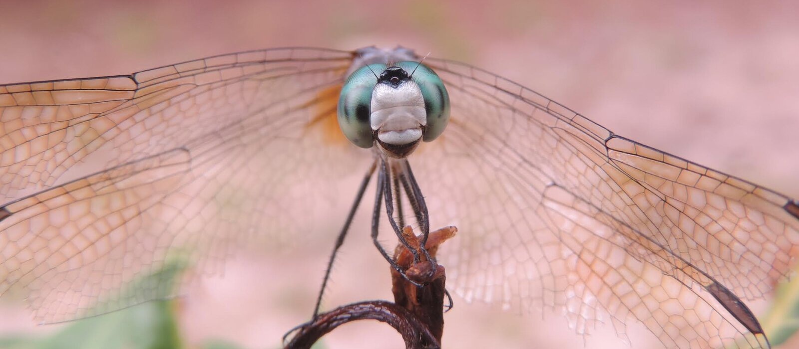 Blue Dasher Dragonfly (photo © Kate McKay)