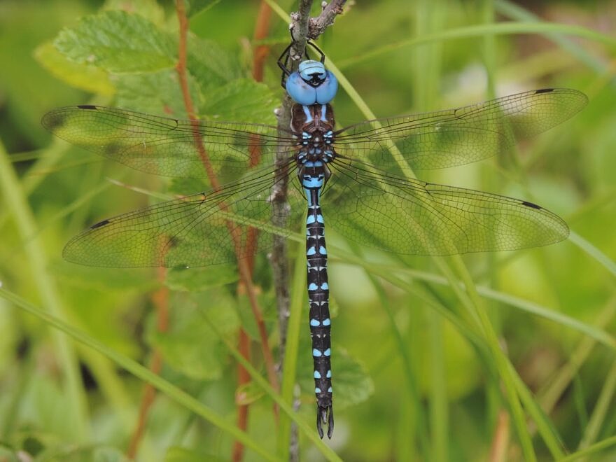 The Fascinating World of Dragonflies and Damselflies | Harris Center