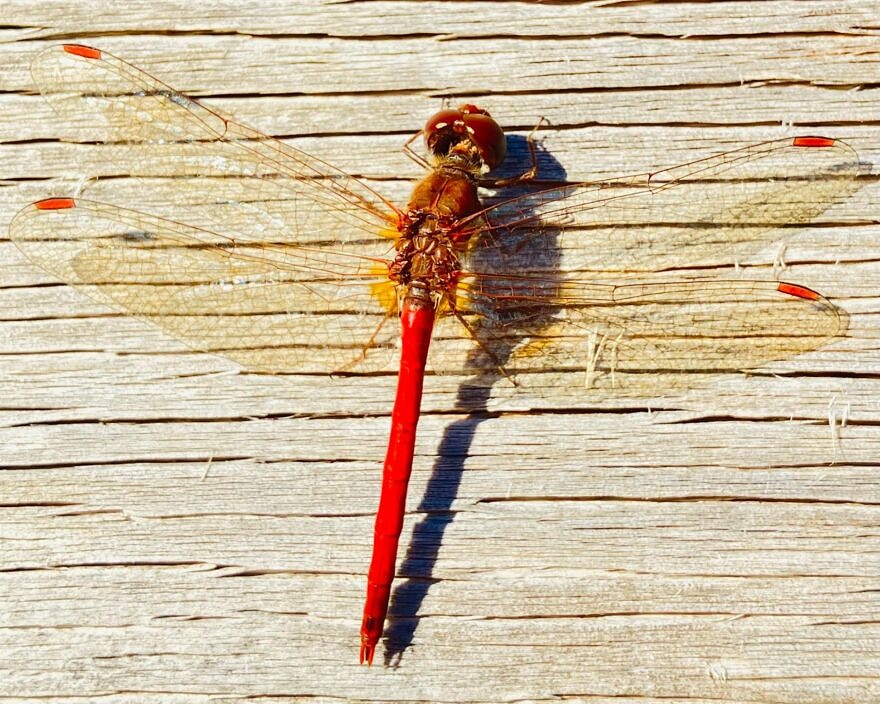 An Autumn Meadowhawk (photo © Kate McKay)